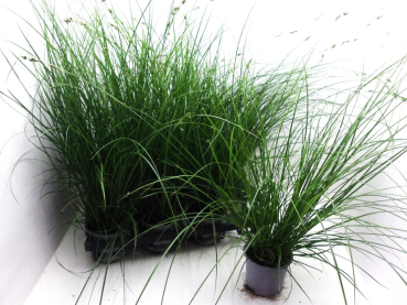 Carex brunnea