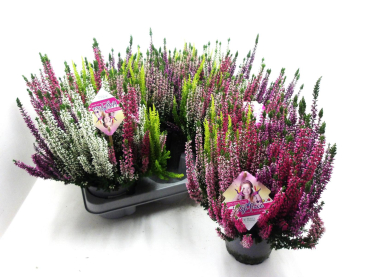 Calluna "Beauty Lady" High Five