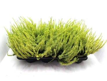 Calluna gefärbt gelb