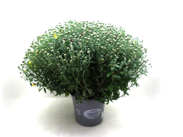 Chrysanthemum  ind. Trio-Kübel