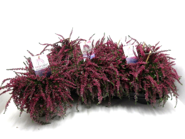 Calluna "Rasta" rot