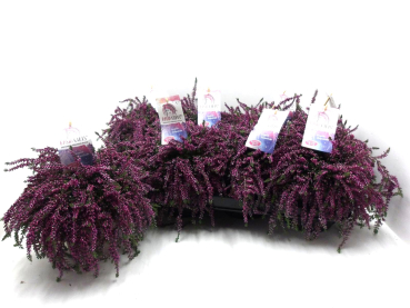 Calluna "Rasta" lila