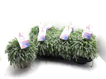 Calluna "Rasta" weiß