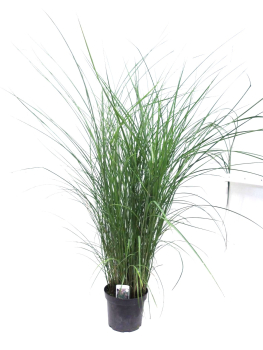 Miscanthus sin. "Graziella"