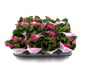 Mini Kalanchoe purpur ungefüllt