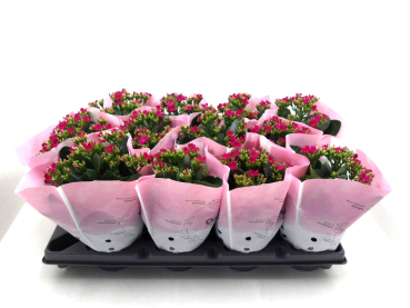 Kalanchoe purpur ungefüllt