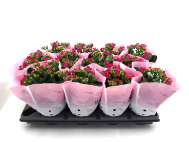 Kalanchoe purpur ungefüllt