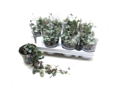 Ceropegia woodii