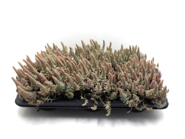 Orostachys