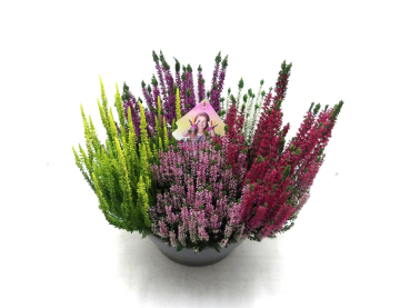 Calluna "High Five" Schale