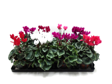 Cyclamen pers. midi Mix