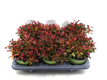 Alternanthera reineckii kleinblättrig