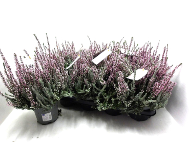 Calluna "Beauty Ladies" rosa