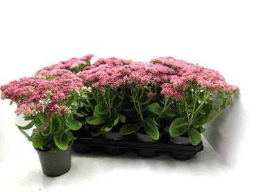 Sedum "Herbstfreude"