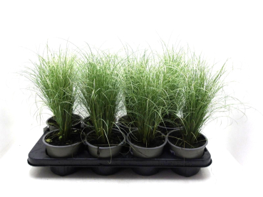 Carex comans "Mint Curls"