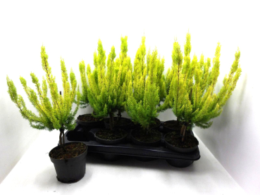 Erica arborea Stämmchen