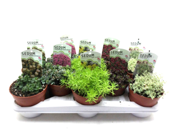 Sedum Mix