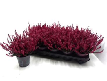 Calluna gefärbt rot