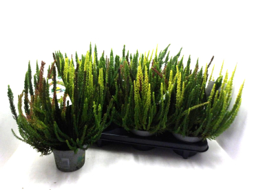 Calluna "Sky Five"