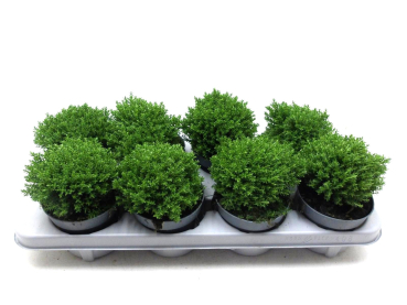 Hebe "Emerald Green"