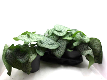 Brunnera macrophylla