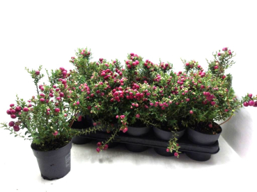 Pernettya mucr. pink