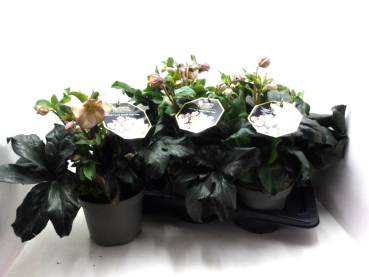Helleborus "Ice N' Roses" Early Rose