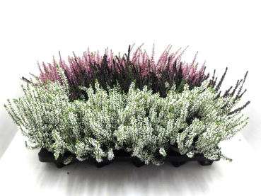 Calluna  vulg. Mix