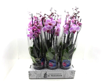 Phalaenopsis 5 Rispen rosa