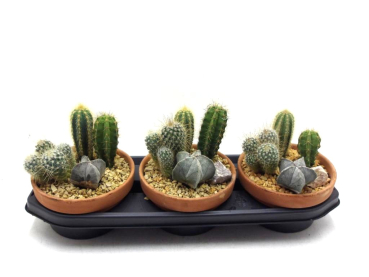 Cactus in Steinschale