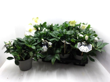 Helleborus niger "HGC Wintergold"