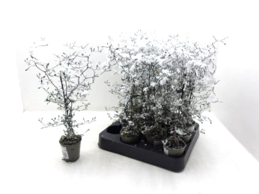 Mini Corokia beschneit