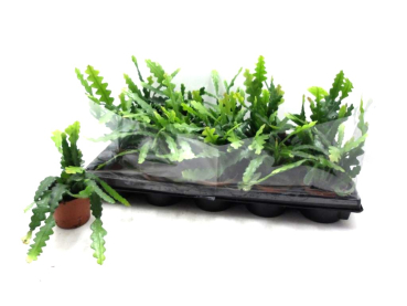 Epiphyllum anguliger