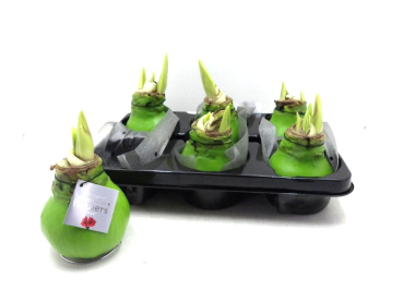 Waxz Amaryllis hellgrün