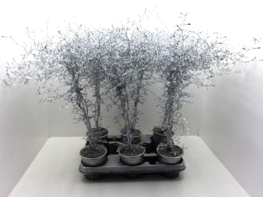 Corokia gefärbt silber