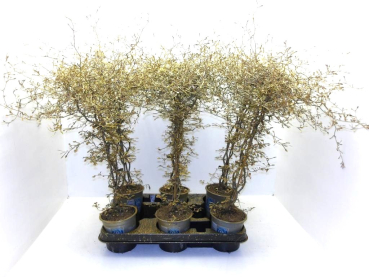 Corokia gefärbt gold