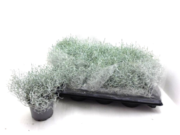 Calocephalus mit Silberglitter