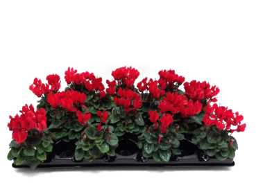 Mini Cyclamen rot
