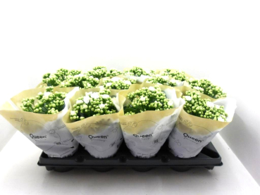 Kalanchoe gefüllt weiß