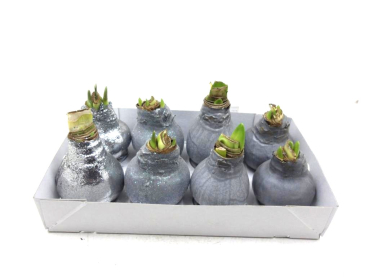 Waxz  Amaryllis Mix silber