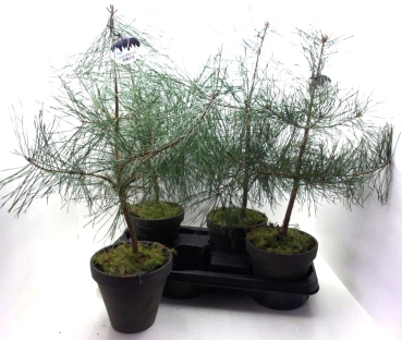 Pinus sylvestris Tontopf