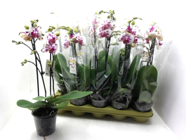 Phalaenopsis 2 Rispen lila gefleckt