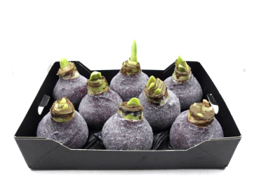 Wachsamaryllis  Glitter dunkelrot