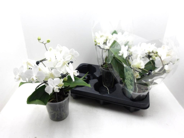 Phalaenopsis "My Monroe" weiß ungestäbt