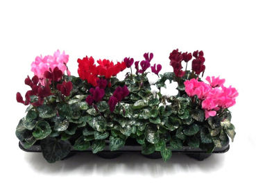 Cyclamen Mix geglittert