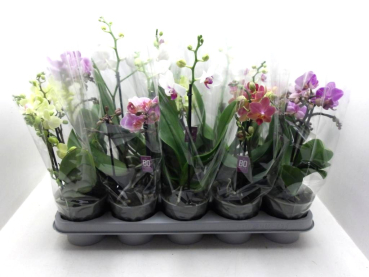 Phalaenopsis "Bo" 2 Rispen Mix