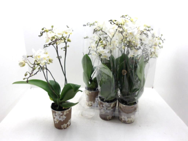 Phalaenopsis midi "Wildflower" weiß