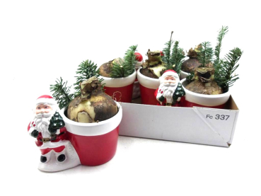 Hippeastrum im Weihnachtsmanntopf