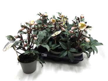 Helleborus "HGC Camelot"