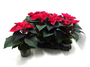 Poinsettia Eintrieber rot